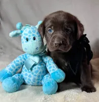 Burrito - Mastador, a male English Mastiff and Mastador for sale in Hinckley, MN – 3 of 4