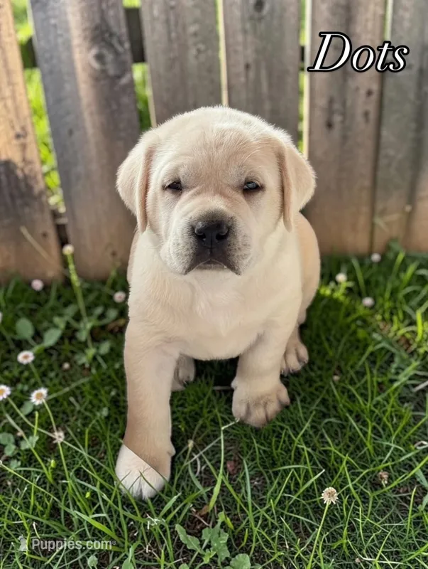 Dots - Mastador – Labrador Retriever, Mastador puppy for sale in Hinckley, MN