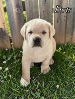 Dots - Mastador, a female Labrador Retriever and Mastador for sale in Hinckley, MN – 1 of 2
