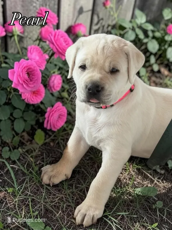 Pearl - Mastador – English Mastiff, Mastador puppy for sale in Hinckley, MN