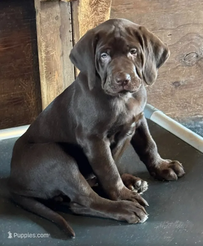 Spud - Mastador – English Mastiff, Mastador puppy for sale in Hinckley, MN
