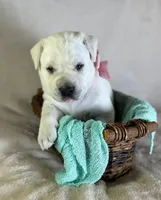 Pearl - Mastador, a female English Mastiff and Mastador for sale in Hinckley, MN – 3 of 3