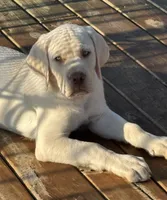 Lollipop - Mastador, a female Labrador Retriever and Mastador for sale in Hinckley, MN – 6 of 10