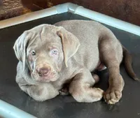 Tally - Mastador, a female English Mastiff and Mastador for sale in Hinckley, MN – 3 of 5