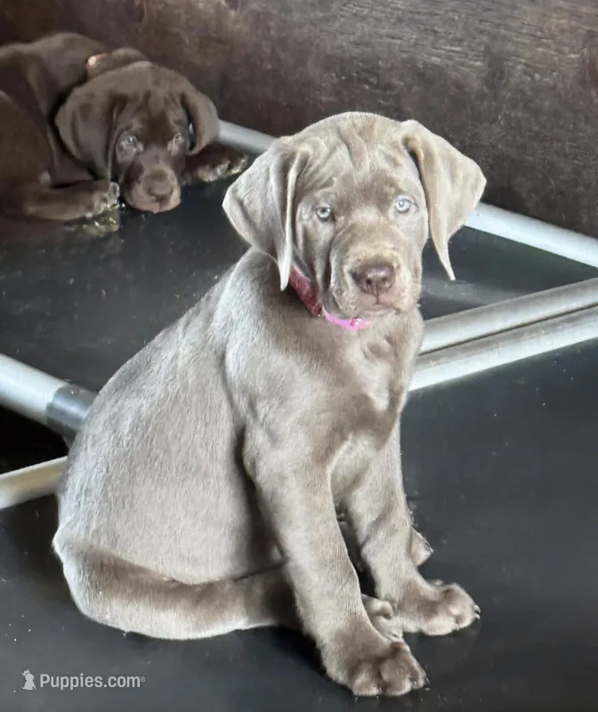 Classy - Mastador – English Mastiff, Mastador puppy for sale in Hinckley, MN