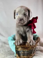 Tally - Mastador, a female English Mastiff and Mastador for sale in Hinckley, MN – 4 of 5