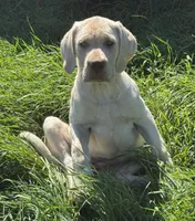 Lollipop - Mastador, a female Labrador Retriever and Mastador for sale in Hinckley, MN – 10 of 10