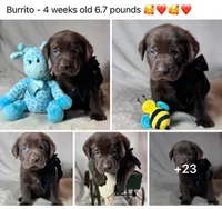 Burrito - Mastador, a male English Mastiff and Mastador for sale in Hinckley, MN – 4 of 4