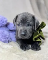 Prima - Mastador, a female English Mastiff and Mastador for sale in Hinckley, MN – 4 of 8