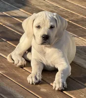 Pearl - Mastador, a female English Mastiff and Mastador for sale in Hinckley, MN – 3 of 10