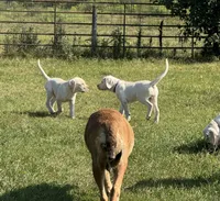 Pearl - Mastador, a female English Mastiff and Mastador for sale in Hinckley, MN – 4 of 10