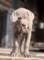 processed/a5e64976-bc97-4b0d-a619-2e30b7c73221/listing/ee385b37-efca-4074-9421-0805b86e34a8/9a250c57-bfd7-4bcb-9e9a-17da7dba31d8