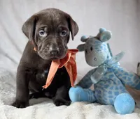 Spud - Mastador, a male English Mastiff and Mastador for sale in Hinckley, MN – 6 of 9