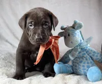 Spud - Mastador, a male English Mastiff and Mastador for sale in Hinckley, MN – 8 of 9