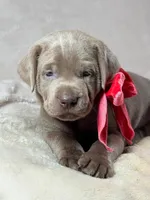 Classy - Mastador, a female English Mastiff and Mastador for sale in Hinckley, MN – 2 of 3