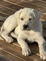 Pearl - Mastador, a female English Mastiff and Mastador for sale in Hinckley, MN – 7 of 10
