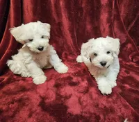 Snowwhite, a female Miniature Schnauzer for sale in Kingsbury, TX – 8 of 8