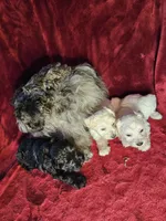 Little Boy Blue, a male Miniature Schnauzer for sale in Kingsbury, TX – 3 of 4