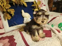 Abel, a male Miniature Schnauzer for sale in Kingsbury, TX – Photo 5 of 5