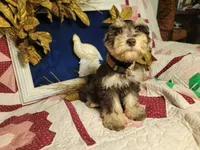 Abel, a male Miniature Schnauzer for sale in Kingsbury, TX – Photo 4 of 5