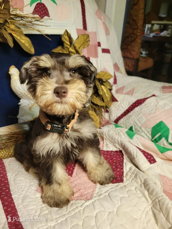 Abel – Miniature Schnauzer puppy for sale in Kingsbury, TX