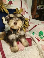 Abel, a male Miniature Schnauzer for sale in Kingsbury, TX – Photo 1 of 5