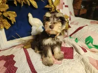 Abel, a male Miniature Schnauzer for sale in Kingsbury, TX – Photo 2 of 5