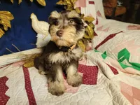 Abel, a male Miniature Schnauzer for sale in Kingsbury, TX – Photo 3 of 5