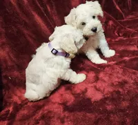 Cinderella, a female Miniature Schnauzer for sale in Kingsbury, TX – 8 of 10