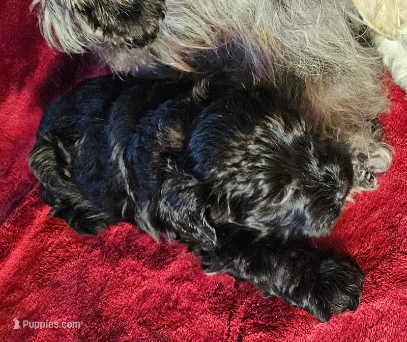 Little Boy Blue – Miniature Schnauzer puppy for sale in Kingsbury, TX