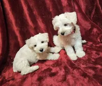 Cinderella, a female Miniature Schnauzer for sale in Kingsbury, TX – 7 of 10