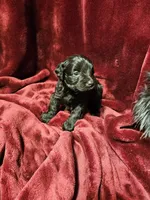Little Boy Blue, a male Miniature Schnauzer for sale in Kingsbury, TX – 7 of 8