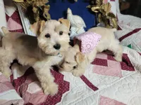 Haddie Toy Red, a female Miniature Schnauzer for sale in Kingsbury, TX – Photo 2 of 4