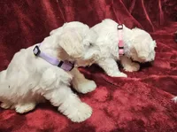 Cinderella, a female Miniature Schnauzer for sale in Kingsbury, TX – 9 of 10