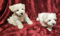 Snowwhite, a female Miniature Schnauzer for sale in Kingsbury, TX – 6 of 8