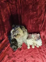 Cinderella, a female Miniature Schnauzer for sale in Kingsbury, TX – 3 of 5