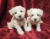 Cinderella, a female Miniature Schnauzer for sale in Kingsbury, TX – 10 of 10