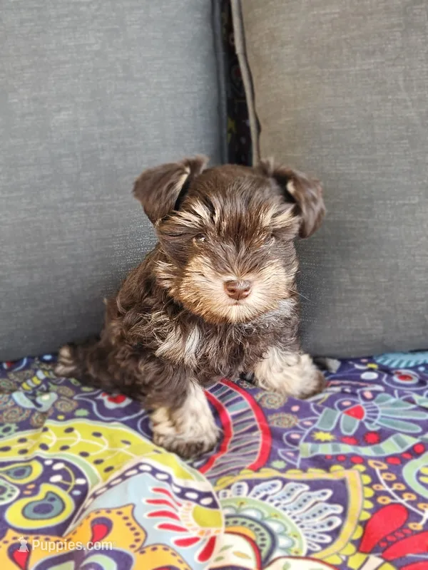 Adel – Miniature Schnauzer puppy for sale in Kingsbury, TX