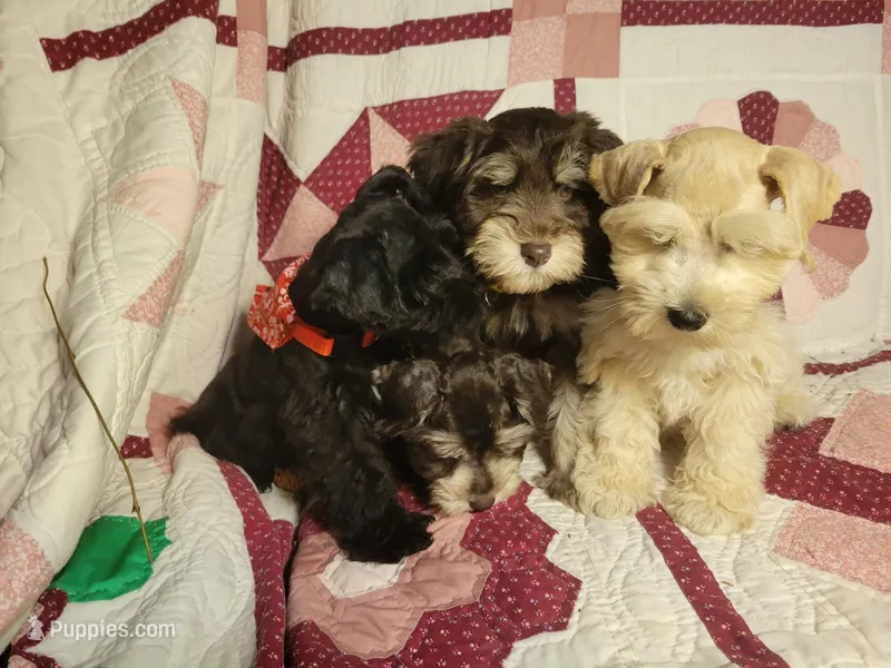 Elijah – Miniature Schnauzer puppy for sale in Kingsbury, TX