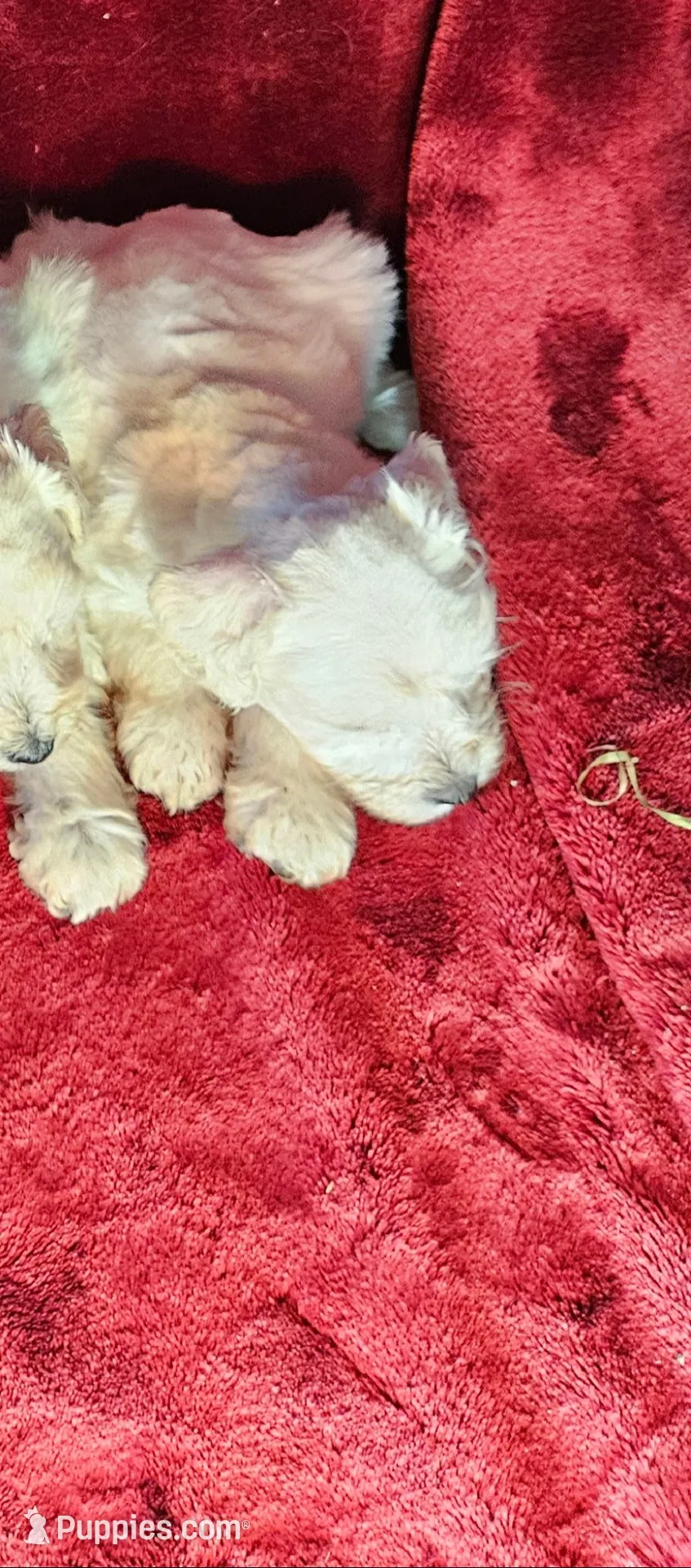 Cinderella, a female Miniature Schnauzer for sale in Kingsbury, TX – 1 of 5
