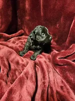Little Boy Blue, a male Miniature Schnauzer for sale in Kingsbury, TX – 8 of 8