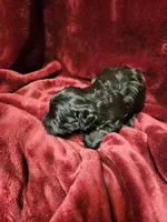 Little Boy Blue, a male Miniature Schnauzer for sale in Kingsbury, TX – 5 of 8