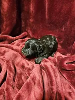 Little Boy Blue, a male Miniature Schnauzer for sale in Kingsbury, TX – 6 of 8