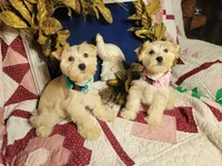 Abigail, a female Miniature Schnauzer for sale in Kingsbury, TX – Photo 6 of 6