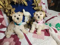 Abigail, a female Miniature Schnauzer for sale in Kingsbury, TX – Photo 5 of 6