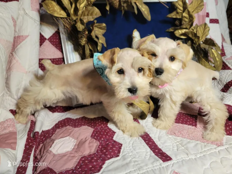Abigail – Miniature Schnauzer puppy for sale in Kingsbury, TX