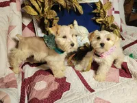 Abigail, a female Miniature Schnauzer for sale in Kingsbury, TX – Photo 2 of 6