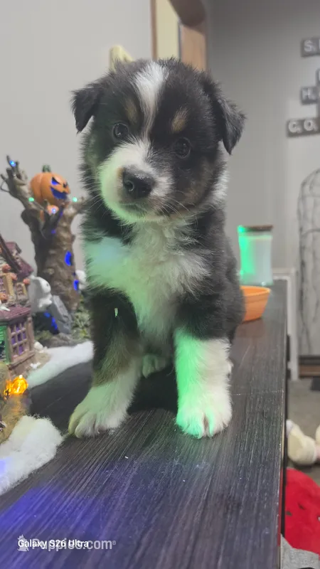 Hank – Australian Shepherd puppy for sale in Melvin, IL
