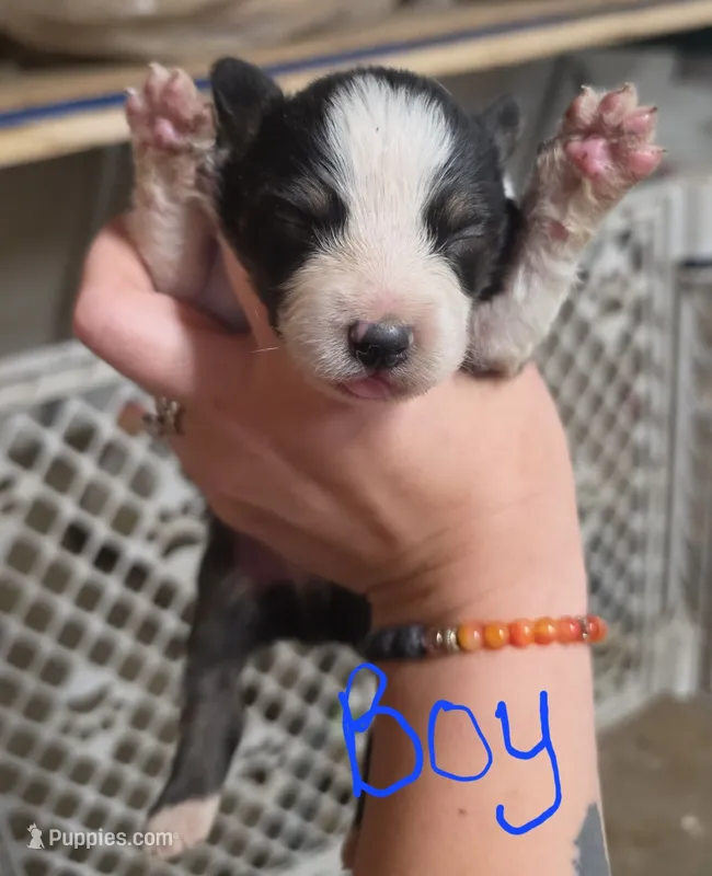 Duke – Australian Shepherd puppy for sale in Melvin, IL
