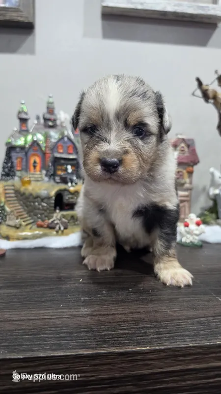 Prince – Australian Shepherd puppy for sale in Melvin, IL